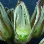 Allium obtusum Kvet