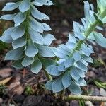 Euphorbia myrsinites Leaf