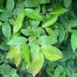 Vaccinium arctostaphylos Leaf