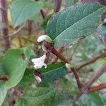 Lonicera fragrantissima Blomst