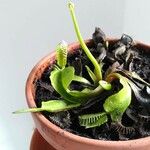 Dionaea muscipula List