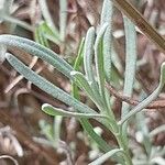 Lavandula × intermedia Leaf