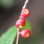Bonafousia undulata Fruct