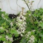 Tiarella cordifolia Blomma