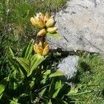 Gentiana punctata Pokrój