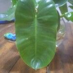 Philodendron burle-marxiiBlatt