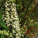 Verbascum chaixii Flor