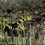 Ceropegia dichotoma Habit