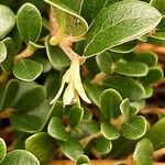 Arctostaphylos uva-ursi Flower