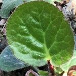 Bergenia ciliata ഇല