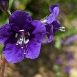 Phacelia parryi Flor