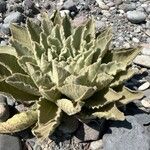 Verbascum boerhavii Feuille