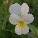 Viola arvensis Цветок