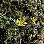 Gagea bohemica Libunga