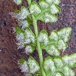 Woodsia alpina Leaf