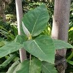 Coussapoa villosa 叶