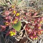 Brackenridgea arenaria Плод