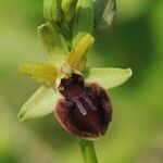 Ophrys passionis Ostatní