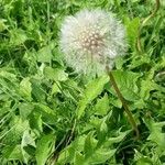 Taraxacum cucullatiforme 果実