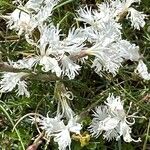 Dianthus arenarius Flower