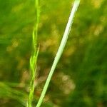 Festuca gautieri Fruit