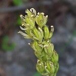 Tofieldia calyculata Λουλούδι
