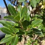 Arbutus andrachne Leaf