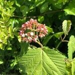 Viburnum acerifoliumBlüte