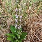 Cyphia glandulifera 花