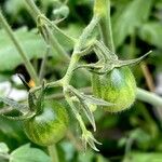 Solanum lycopersicum Fruit