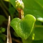 Cochlearia danica Blad