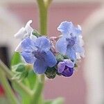 Cynoglossum amabile Blomma