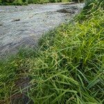 Leersia oryzoides Συνήθη χαρακτηριστικά