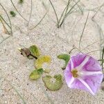 Calystegia soldanellaBlodyn