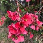 Chaenomeles speciosaKvet