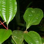 Miconia lateriflora Feuille