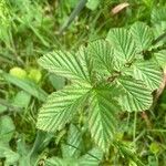 Filipendula ulmaria Ліст