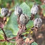 Hypericum androsaemum Frucht