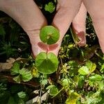 Dichondra carolinensis পাতা