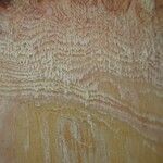Cola rostrata Bark