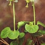 Moneses uniflora Buveinė