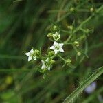 Thesium alpinum Floare