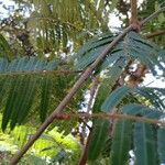 Anadenanthera colubrina ഇല