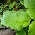 Primula florindae Other