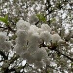 Prunus cerasus Žiedas