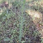 Linum strictum عادت داشتن