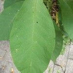 Solanum mauritianum Hoja