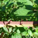 Rubus godronii Mosusu