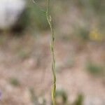 Neslia paniculata Blatt