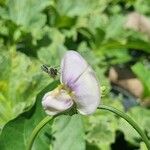 Vigna unguiculata Квітка